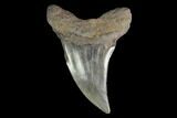 Rare, Fossil Mackerel Shark (Parotodus) Tooth - Georgia #142299-1